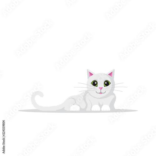 Cute domestic cat.