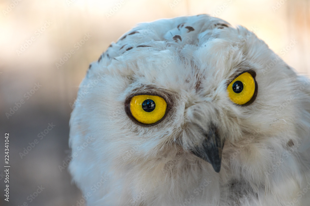 Fototapeta premium Close Up Of An Snow Owl