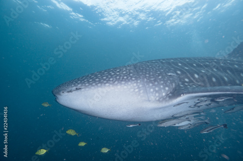 whale shark underwater in ocean, Indonesia