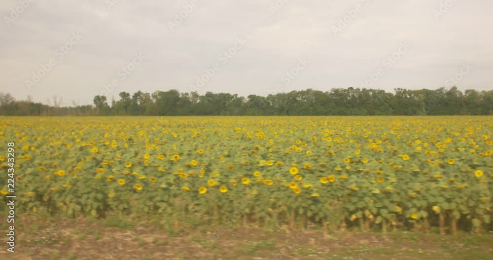 Farm fields with sunflowers View from the window of the bus Farm fields with sunflowers View from the window of the bus