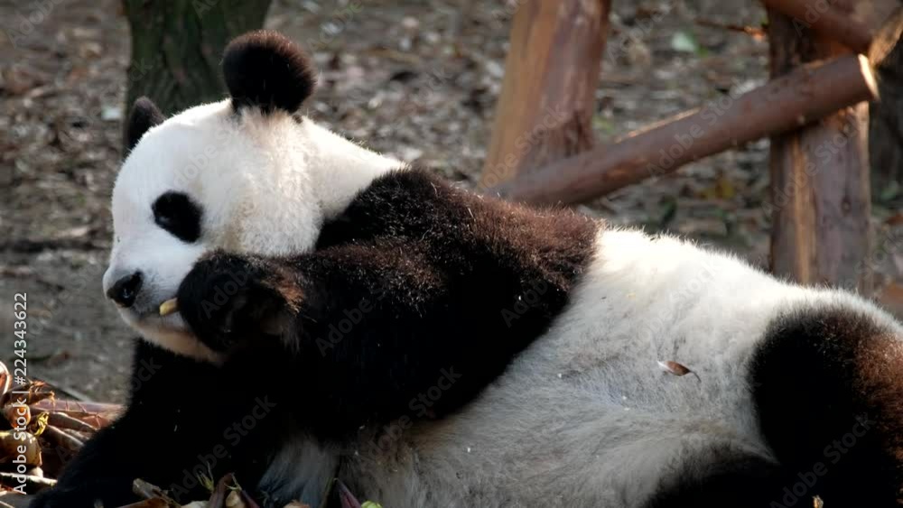 Giant panda bear eating bamboo Giant panda bear eating bamboo