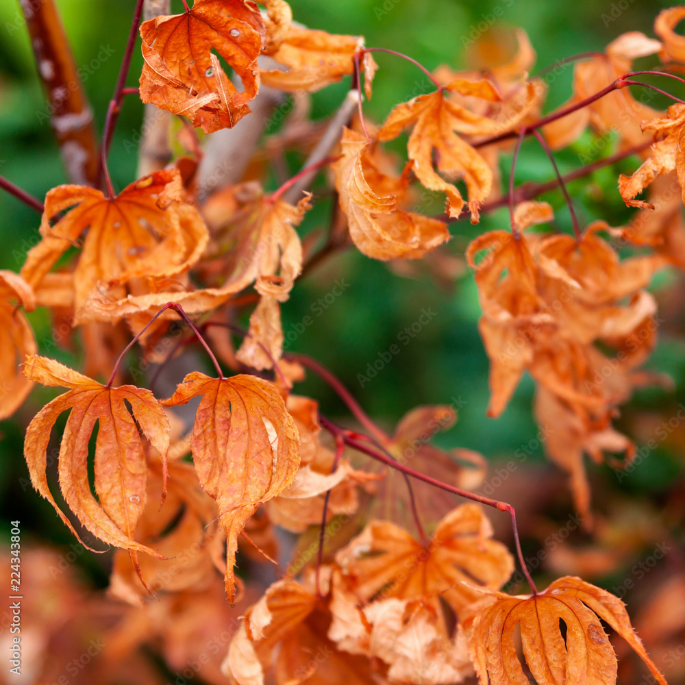 A square photo of colorful autumn leaves against a green background A square photo of colorful autumn leaves against a green background