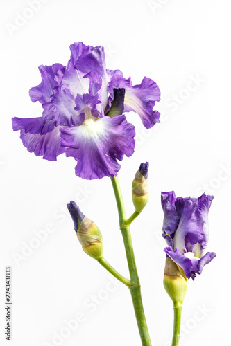 Beautiful multicolored iris flower isolated in white. © zgurski1980