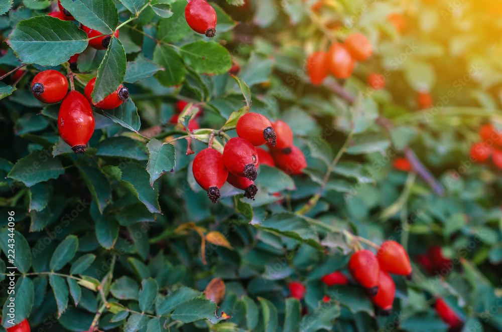 Bush of a dogrose in the rays of the sun in the evening. Green leaves, red berries Bush of a dogrose in the rays of the sun in the evening. Green leaves, red berries