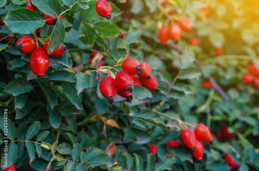 Bush of a dogrose in the rays of the sun in the evening. Green leaves, red berries