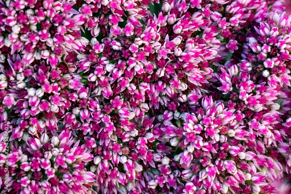 Small flowers background Small flowers background