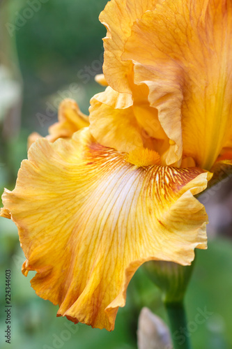 Beautiful multicolored iris flower bloom in the garden.