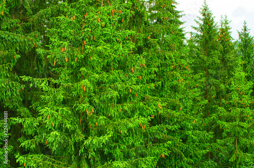 pine with cones close-up background. Carpathians Ukraine