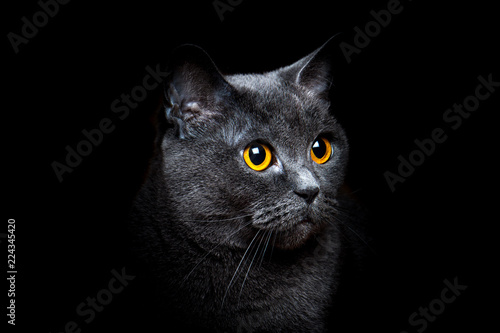 Gray British shorthair cat on a black background