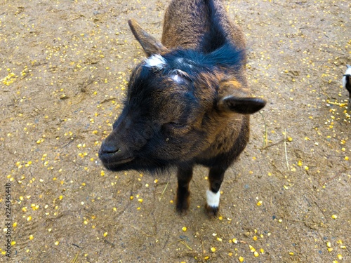 Goat at the Zoo Wild Park looking on the camera grumpy. west african draf goat at the nature. fair animal wellfare photo