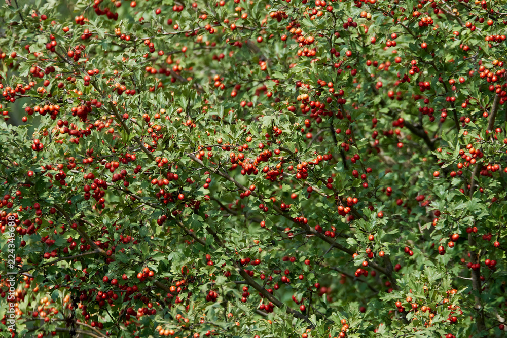 Hawthorn bush ripe