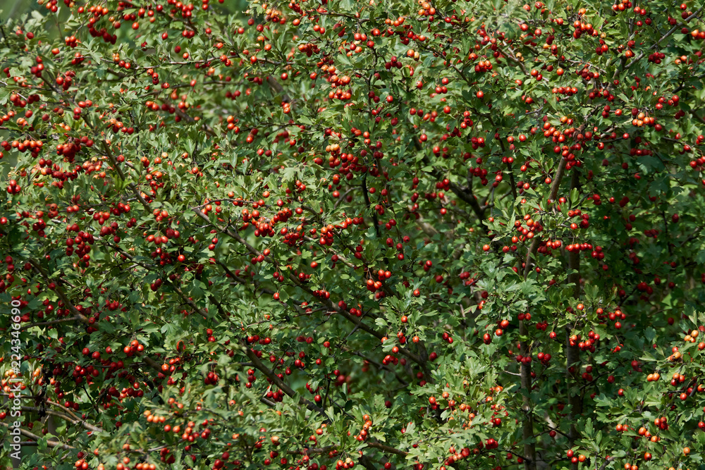 Hawthorn bush ripe