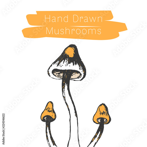 Hand drawn mushrooms. Vector illsutration. Vector mushroom.