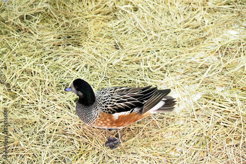 Mandarin duck on dry grass