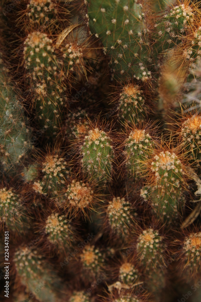 Cactus Bacground Cactus Bacground