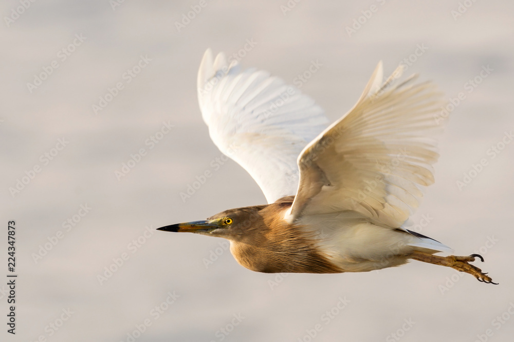 An Indian Pond Heron (Ardeola grayii), captured in flight over a water body in Goa, India