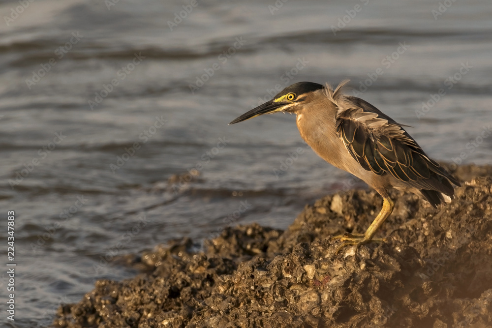 Obraz premium A Striated Heron (Butorides striata), foraging by a water body in Goa, India