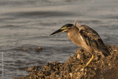 A Striated Heron (Butorides striata), foraging by a water body in Goa, India