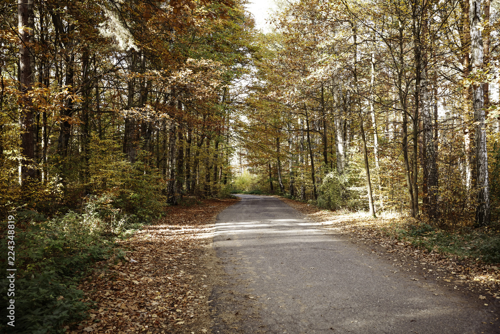 Fototapeta premium Jesienne tło drogi i wolne miejsce na dekorację.