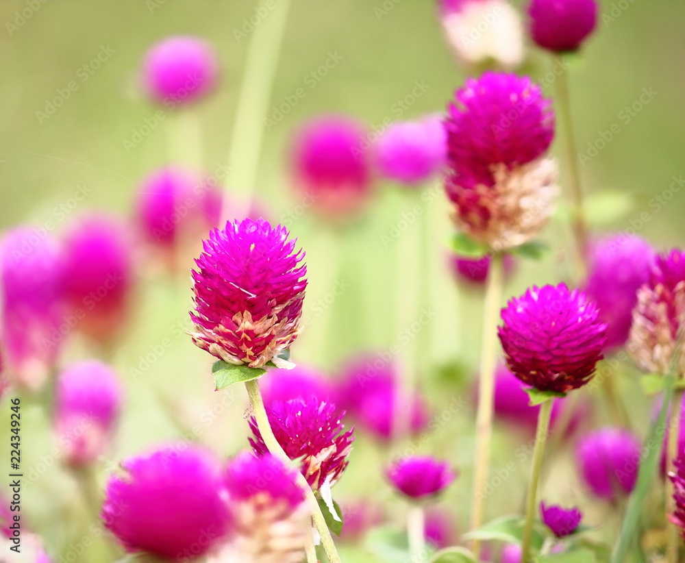 beautiful globe amaranth flower fresh in nature beautiful globe amaranth flower fresh in nature
