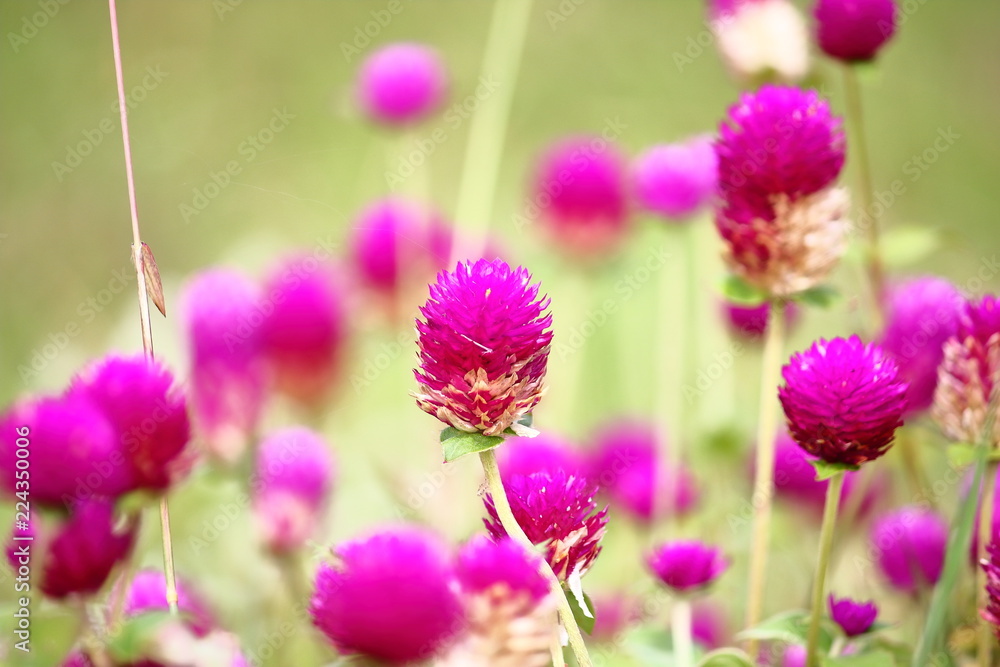 beautiful globe amaranth flower fresh in nature beautiful globe amaranth flower fresh in nature