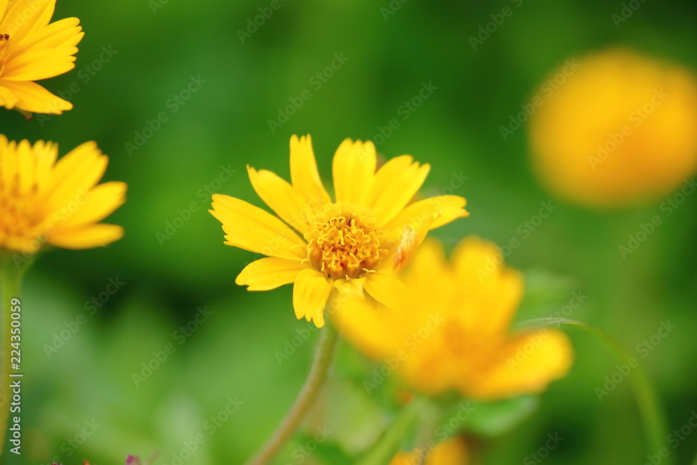 beautiful singapore dailsy flowers fresh in garden beautiful singapore dailsy flowers fresh in garden