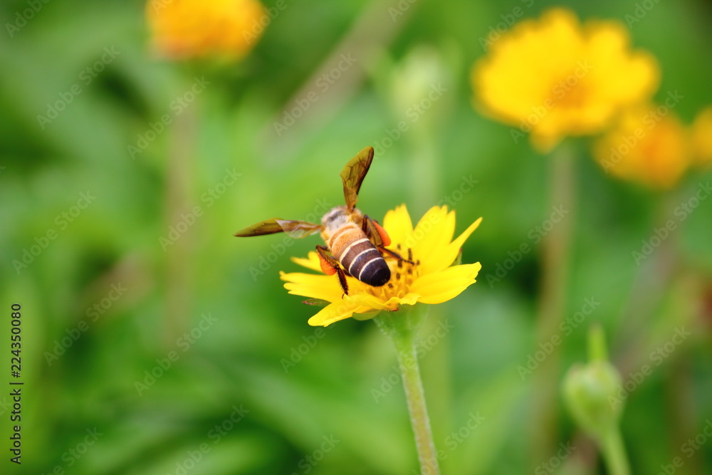 bee on beautiful fresh flower in garden bee on beautiful fresh flower in garden