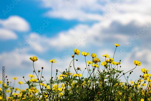 秋の空と黄花コスモス