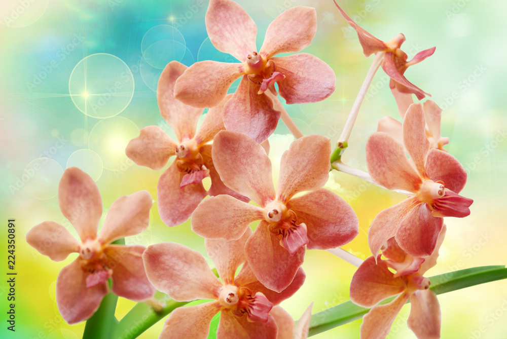 Fototapeta premium Orchid flower close up