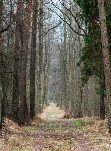 the Niepolomice Forest near Krakow