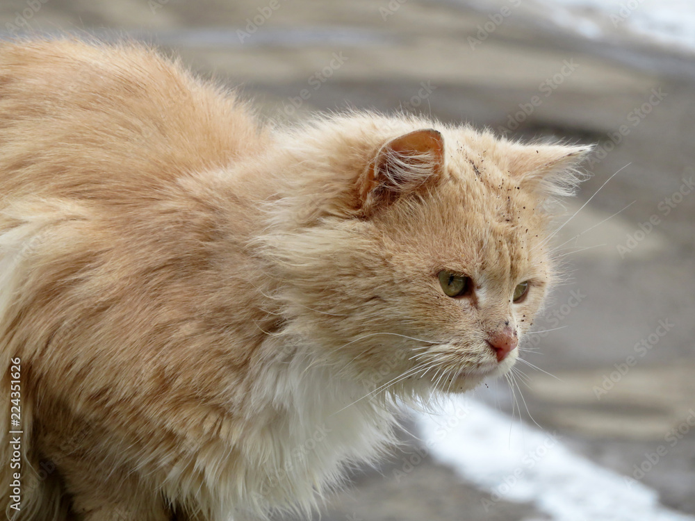 Stray ginger cat sitting on the road. Cold weather, winter season Stray ginger cat sitting on the road. Cold weather, winter season