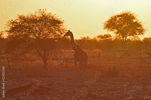 Steppengiraffe  giraffa camelopardalis  im Abendlicht am Wasserloch Okaukuejo im Etosha Nationalpark  Namibia 