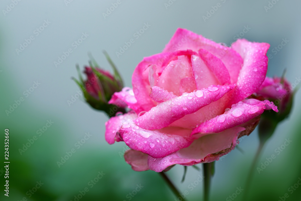 Obraz premium Pink rose closeup with water drops. Flowers background.