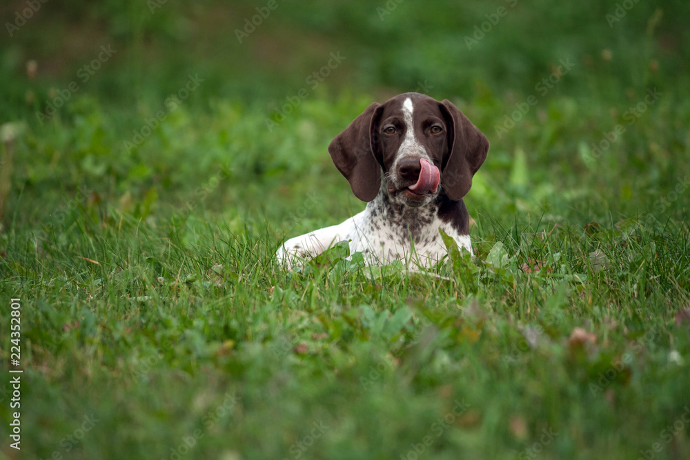 german shorthaired pointer, german kurtshaar one brown spotted puppy lies on green grass on field, photo on distance, a long tongue licks its muzzle,