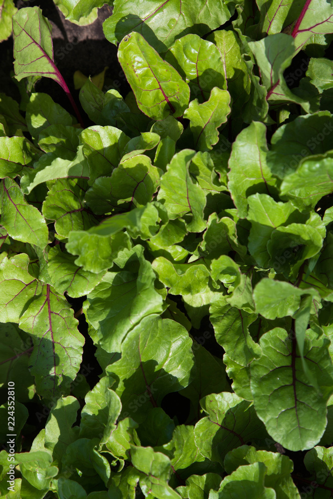 Fototapeta premium growing beet