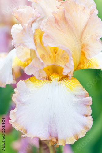 Beautiful multicolored iris flower bloom in the garden.