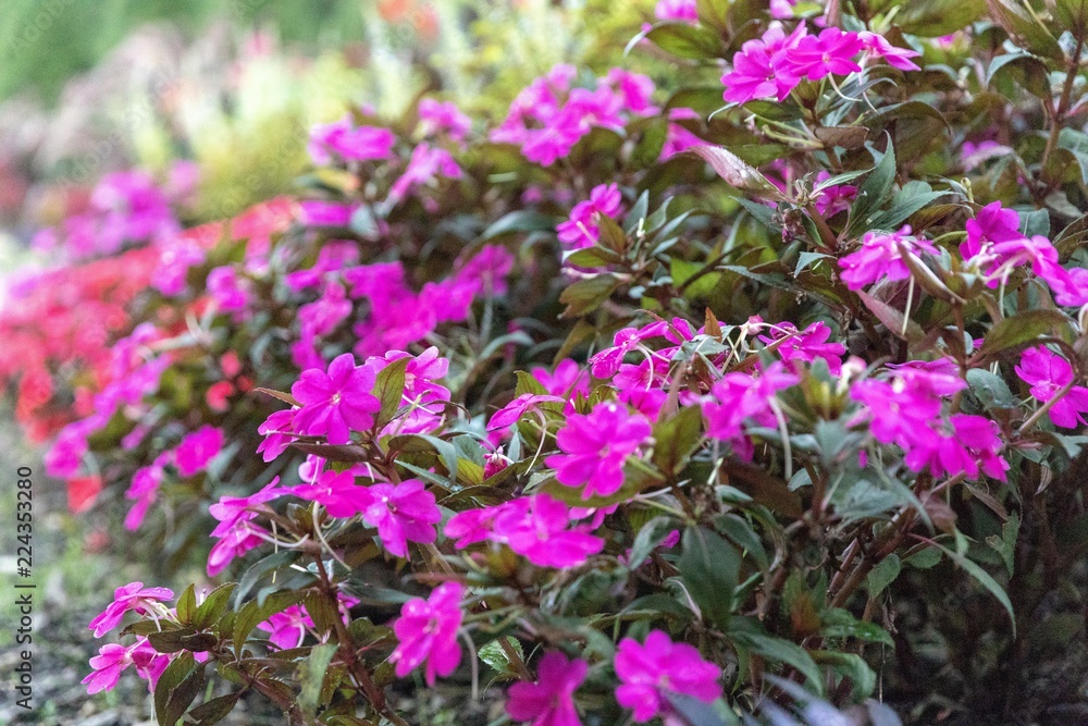 Arrangement of purple, red and pink flowers in a garden Arrangement of purple, red and pink flowers in a garden