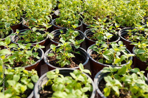 Nursery garden plant in pot for sale. Market center.