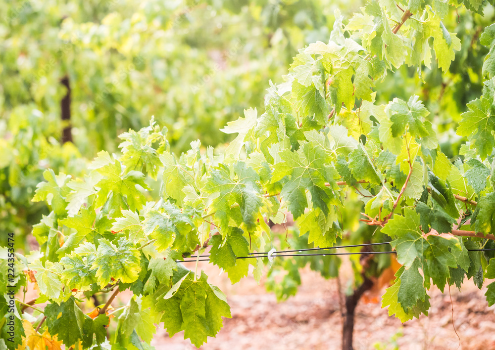 Vines after rain in a vineyard in Alentejo wine region, Portugal