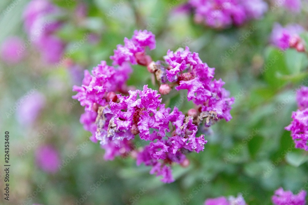 Purple flowers set against a green background Purple flowers set against a green background