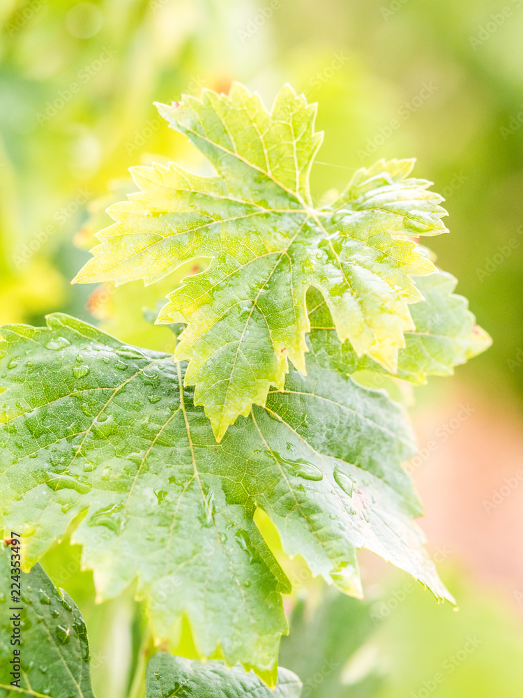Vines after rain in a vineyard in Alentejo wine region, Portugal