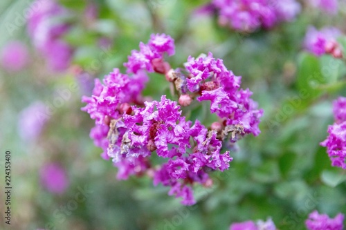 Purple flowers set against a green background