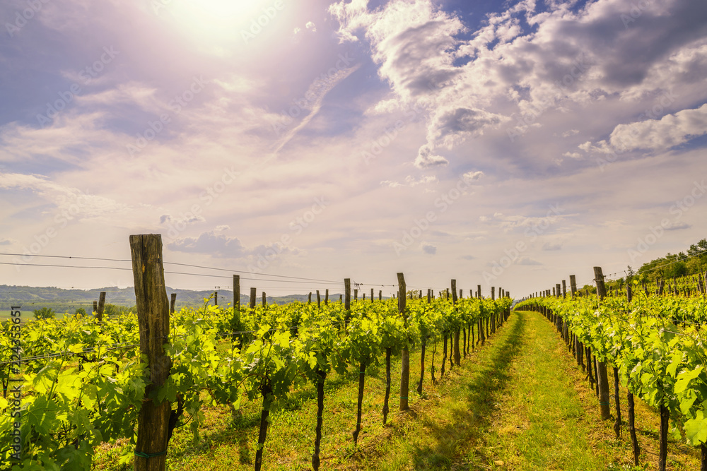 Fototapeta premium Sunny vineyard on the hills of Vipava valley, Slovenia
