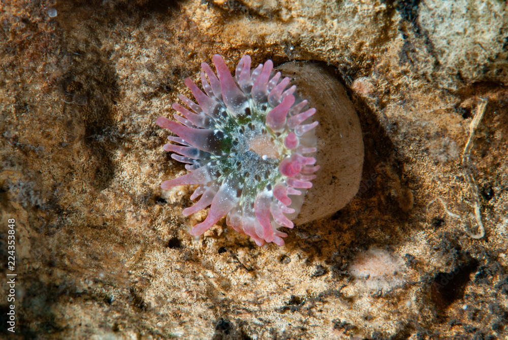 Fototapeta premium Solitary Sea Anemone