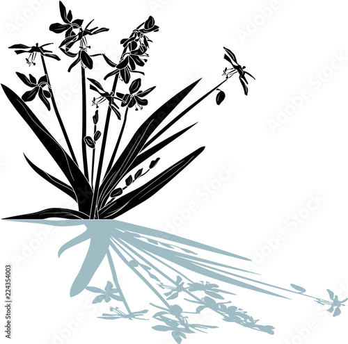 garden bluebell sketch with shadow on white background