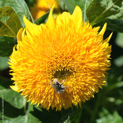 Sonnenblume Blüte mit Hummel_01