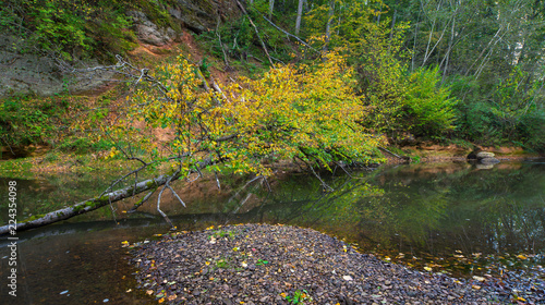 Fototapeta Naklejka Na Ścianę i Meble -  A tree fallen into a forest stream. Autumn time.

