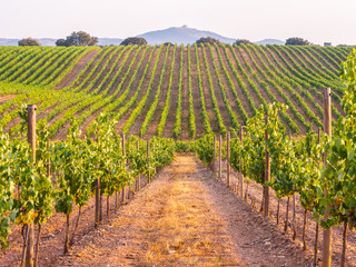 Foto auf Acrylglas Weingarten Reben in einem Weinberg in der Region Alentejo, Portugal, bei Sonnenuntergang  © MagdalenaPaluchowska