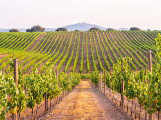 Foto auf Acrylglas Weingarten Reben in einem Weinberg in der Region Alentejo, Portugal, bei Sonnenuntergang  © MagdalenaPaluchowska