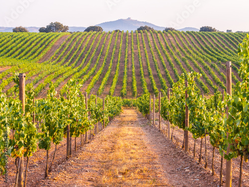 Photo Vines in a vineyard in Alentejo region, Portugal, at sunset